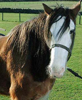 CLYDESDALE